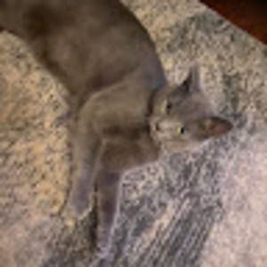 Meet your Posher, Shelia